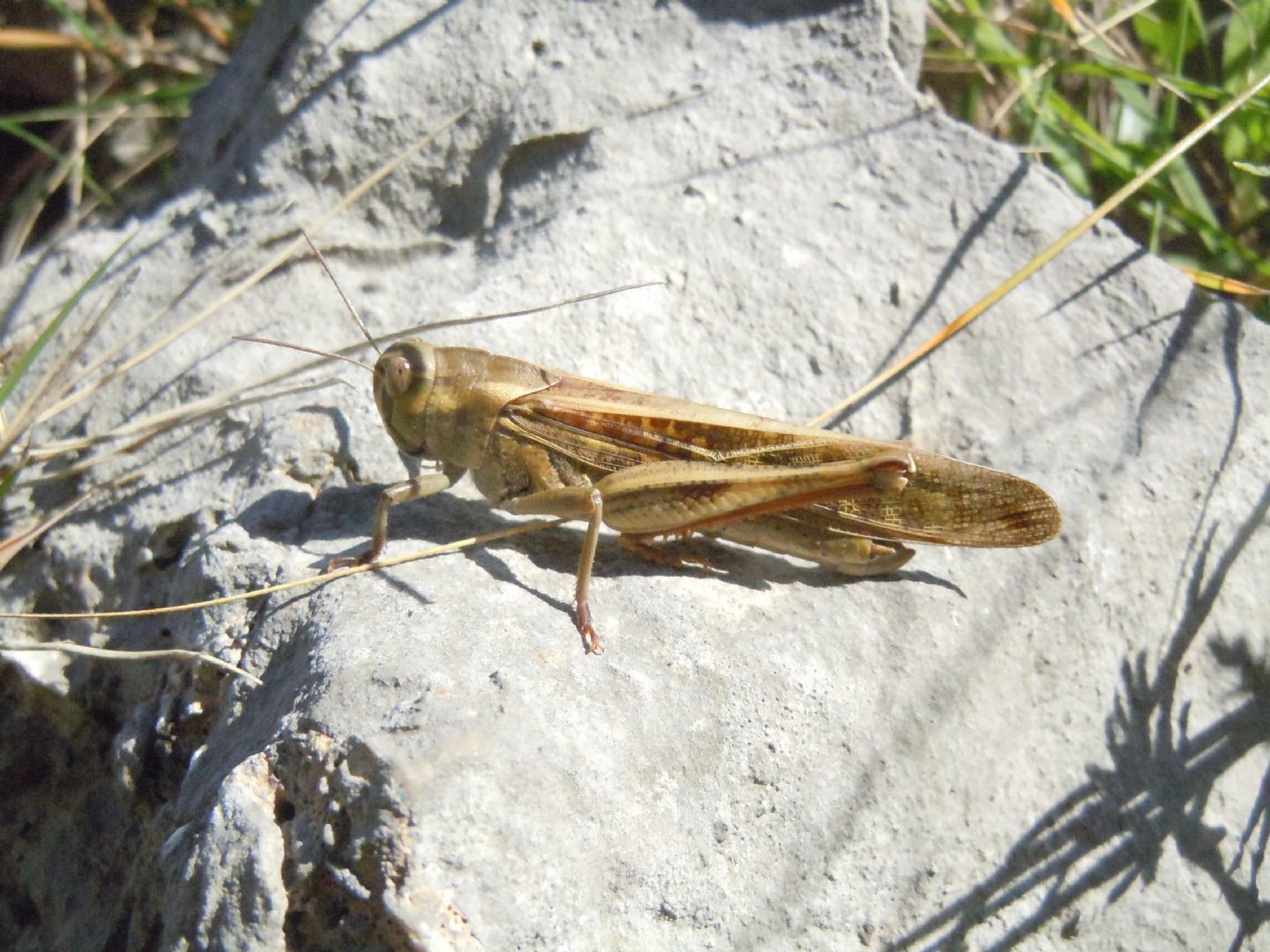 Locusta migratoria? S !